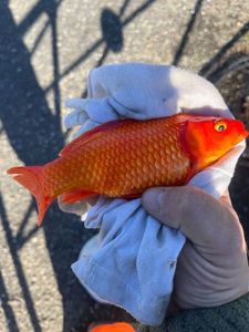 Goldfish