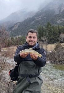 Brown Trout