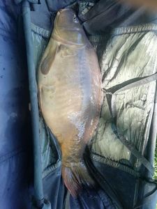 Mirror Carp