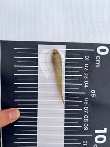 Common Goby