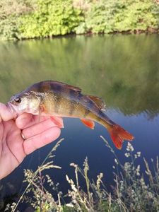European Perch