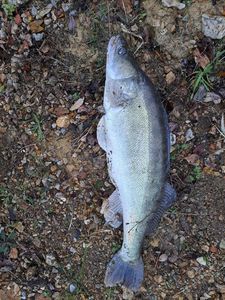 Zander