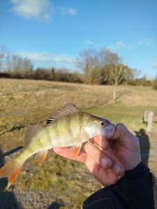 European Perch