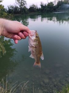 Largemouth Bass