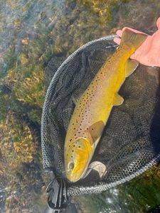 Brown Trout