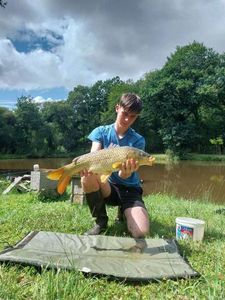 Common Carp