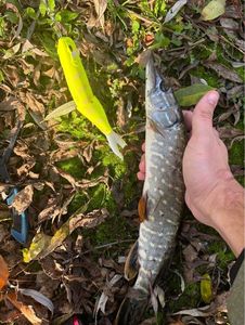 Northern Pike