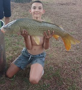 Common Carp