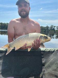 Koï Fish