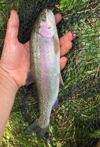 Rainbow Trout