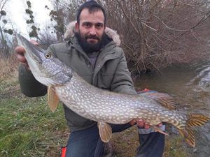 Northern Pike