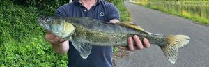 Zander