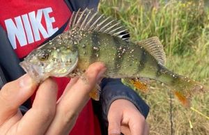 European Perch