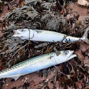Mackerel