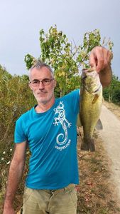 Largemouth Bass