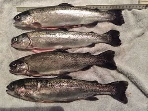 Rainbow Trout