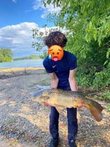 Common Carp