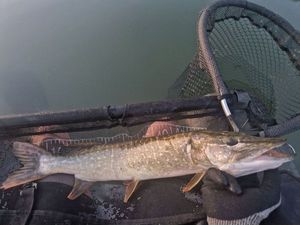 Chain Pickerel