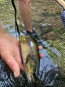Brown Trout