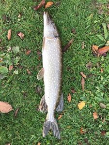 Northern Pike