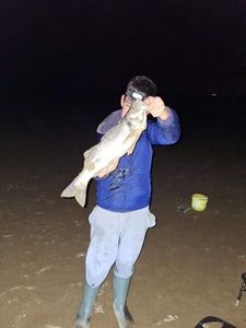 European Bass (Seabass)