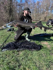 Sturgeon