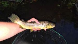 Brown Trout