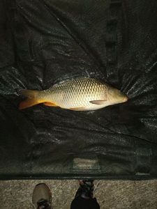 Common Carp