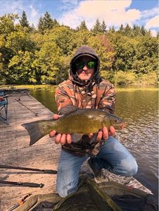 Tench