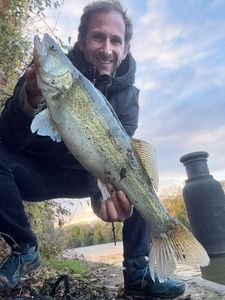 Zander