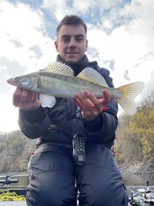 Zander