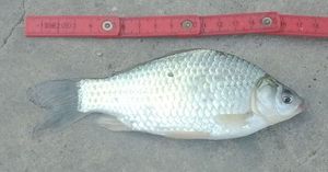 Crucian Carp