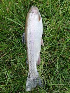 Rainbow Trout