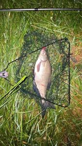 Common Bream