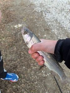 Cutthroat Trout
