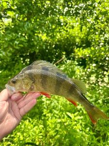 European Perch