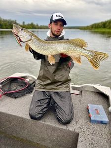 Northern Pike