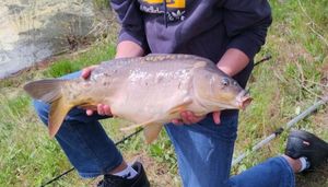Common Carp