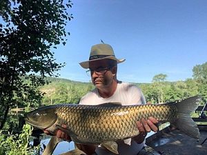 Grass Carp