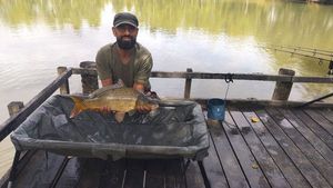 Common Carp