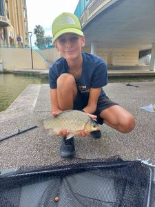 Prussian Carp