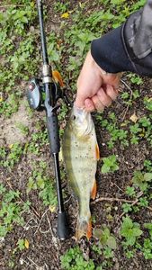 European Perch