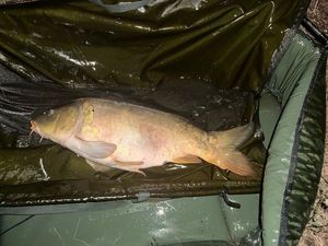 Mirror Carp