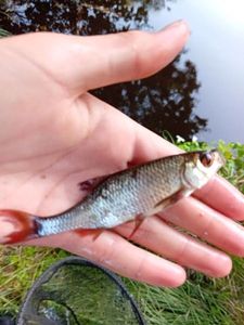 Roach