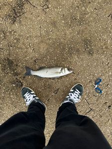 European Bass (Seabass)
