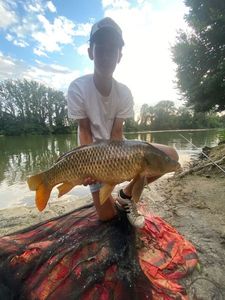 Common Carp