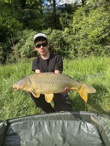 Common Carp