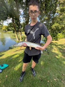 Northern Pike