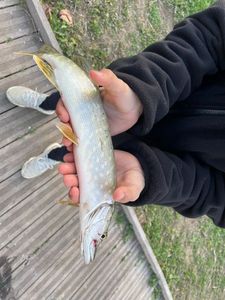 Northern Pike