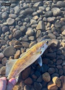 Walleye